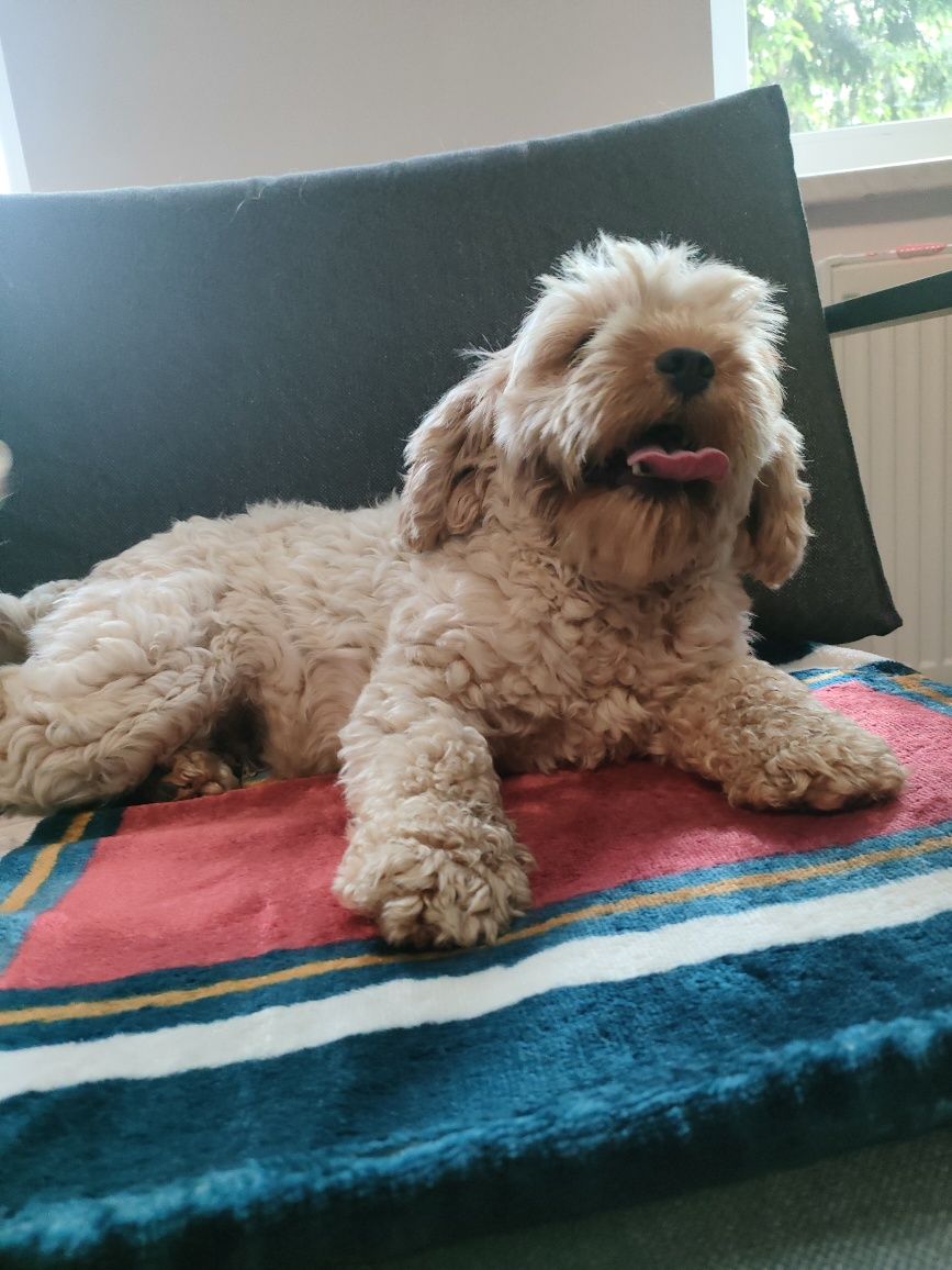 Cavapoo suczka  wyjątkowy charakter