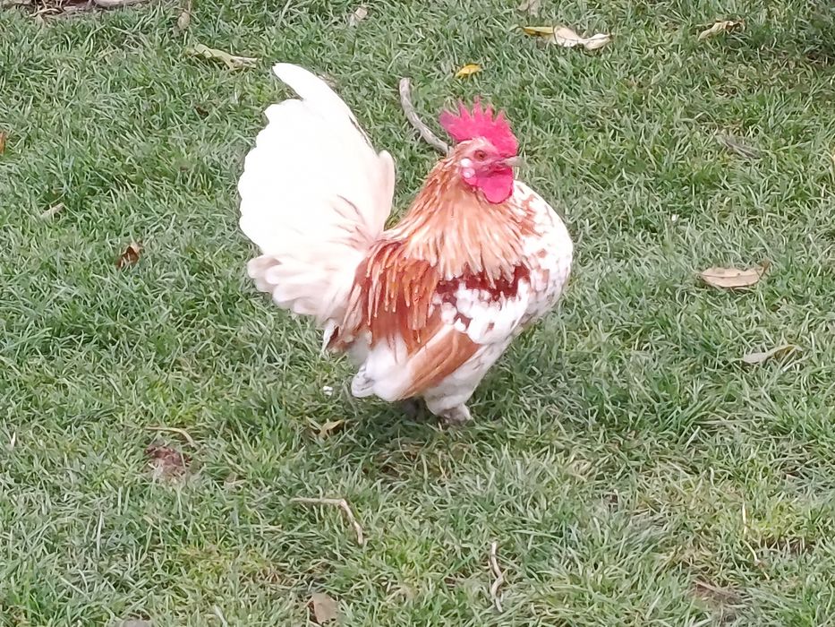 Koguty karzełki liliputy