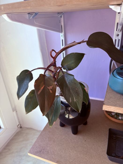 Filodendron Pink Princess sadzonka