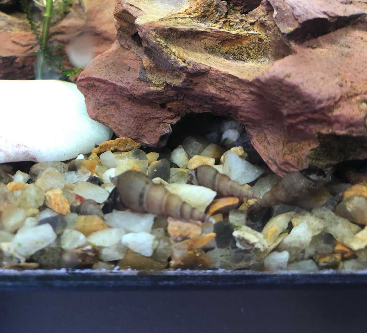 Caracois para aquario
