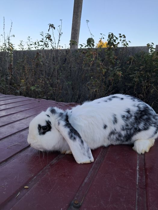 Кролі рш, фб, нсв