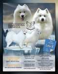 Samoyed /samojed