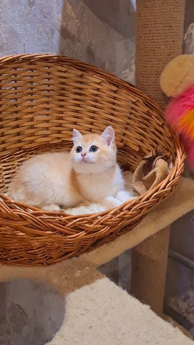 В дорогом редком окрасе ny12