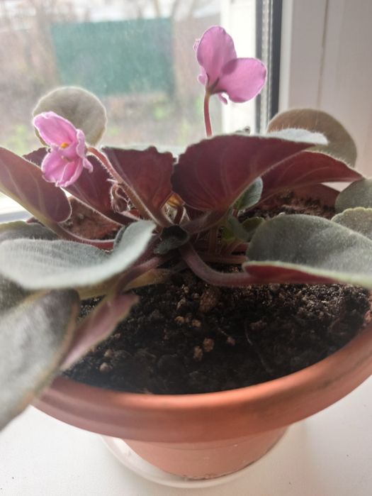 Фіалка кімнатна рожева