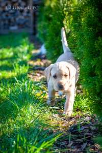 Szczenięta Labrador Retriever ZKwP FCI