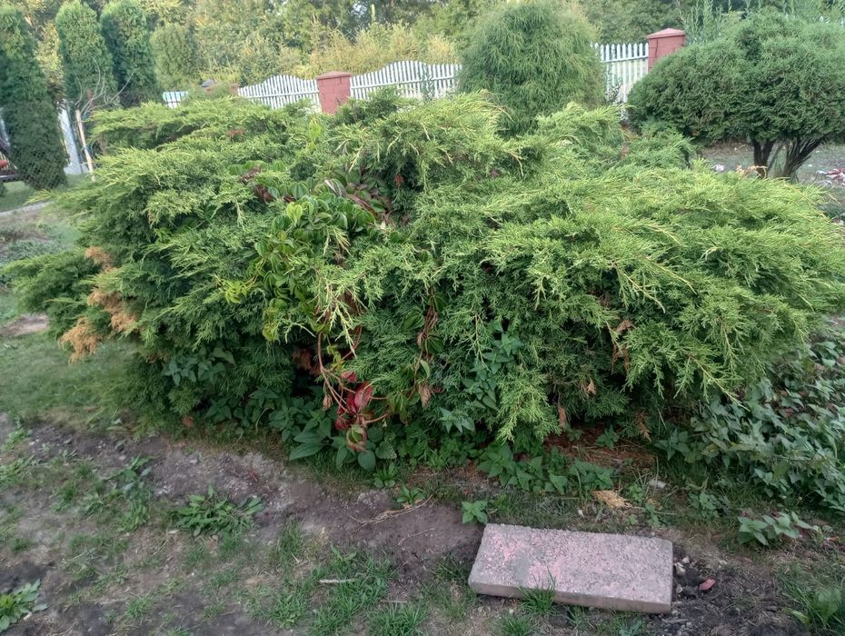 Jałowiec kliku letni