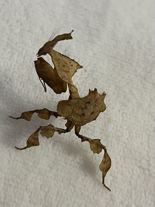 Modliszki liściogłowe (Phyllocrania paradoxa) imago