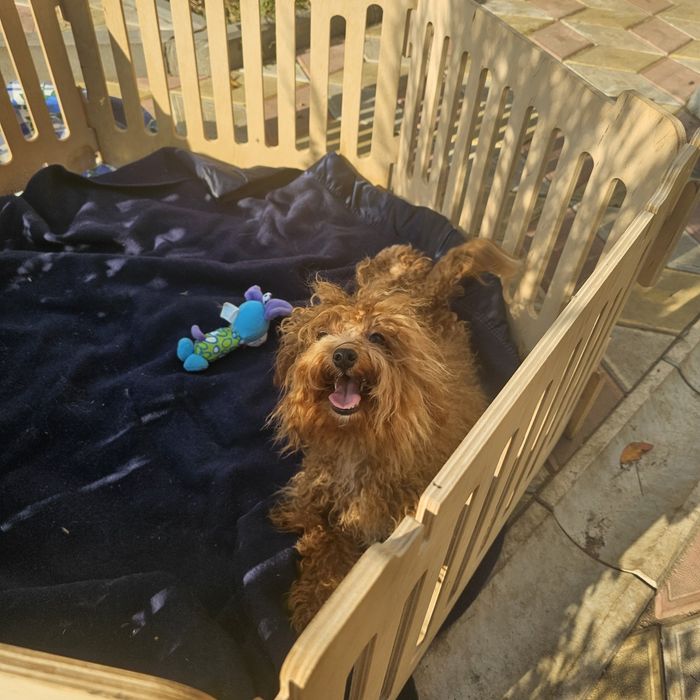 Девочка мальтипу 5 мес полностью привита готова к переезду есть достав