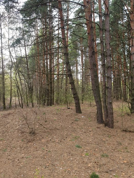 Ділянка 1.7 ГА з виходом в Київське море, Толокунь, ліс, фарватер