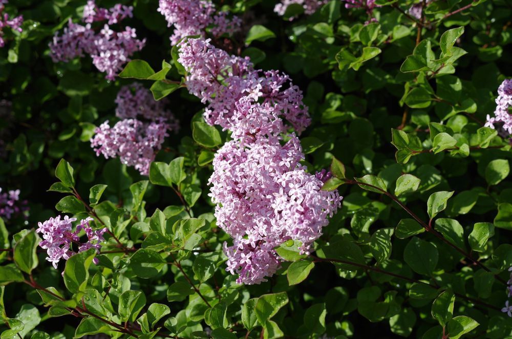 Lilak Meyera 'Palibin' (Syringa meyeri) Doniczka 2.0L