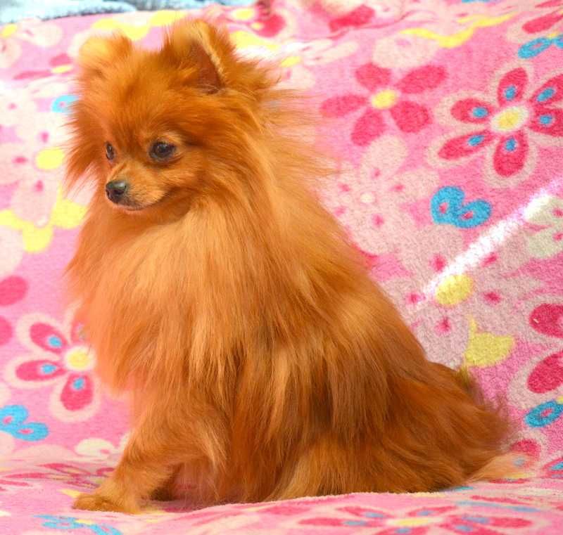 Szpic Miniaturowy Pomeranian mini suczka Emilka ZKwP FCI rodowód