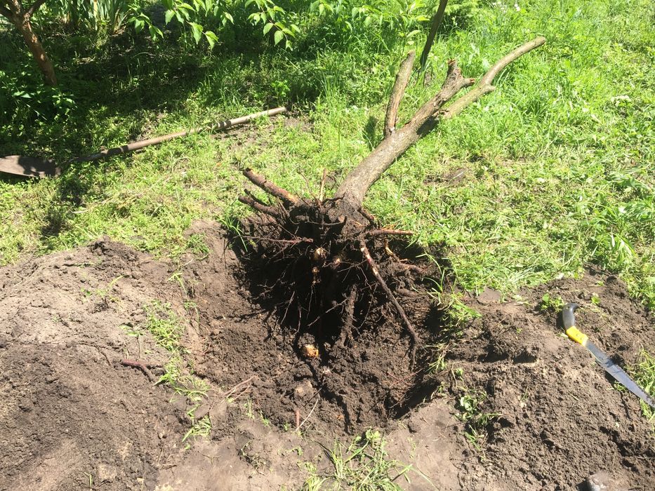 Спилювання дерев, корчування пеньків та інші роботи в саду