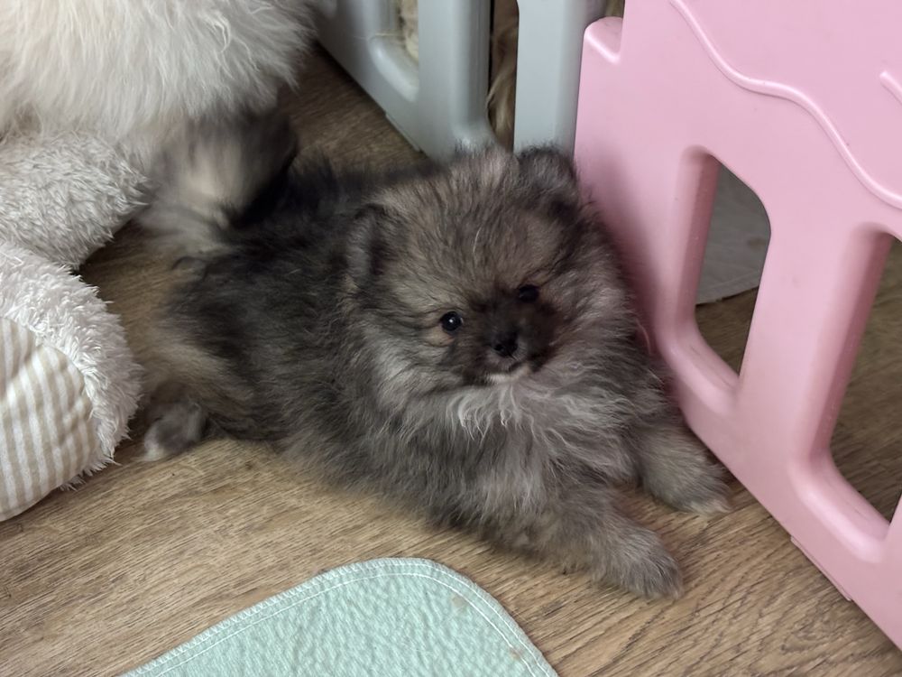 Szpic miniaturowy ,pomeranian , mini piesek