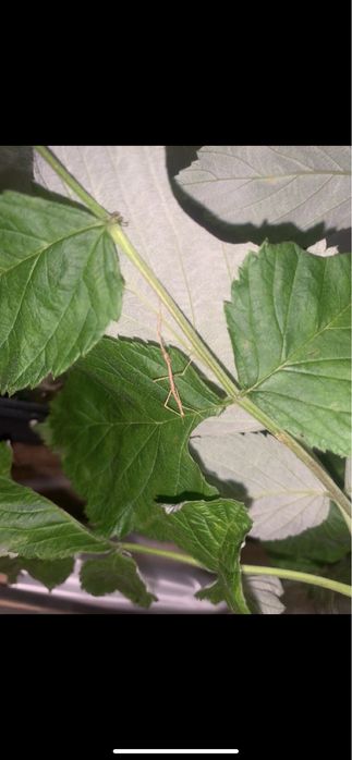 patyczaki do oddanie stadium l1