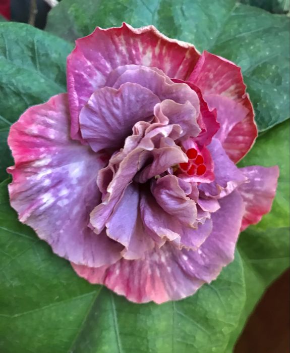 Гібіскус Diamonds are Forever