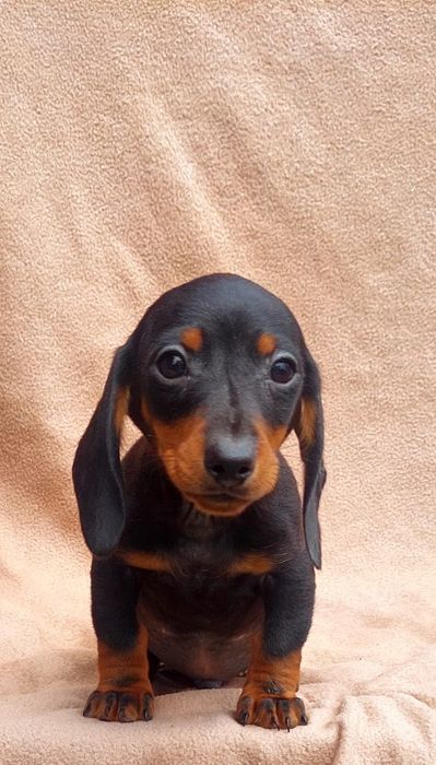 Teckel miniatura de qualidade