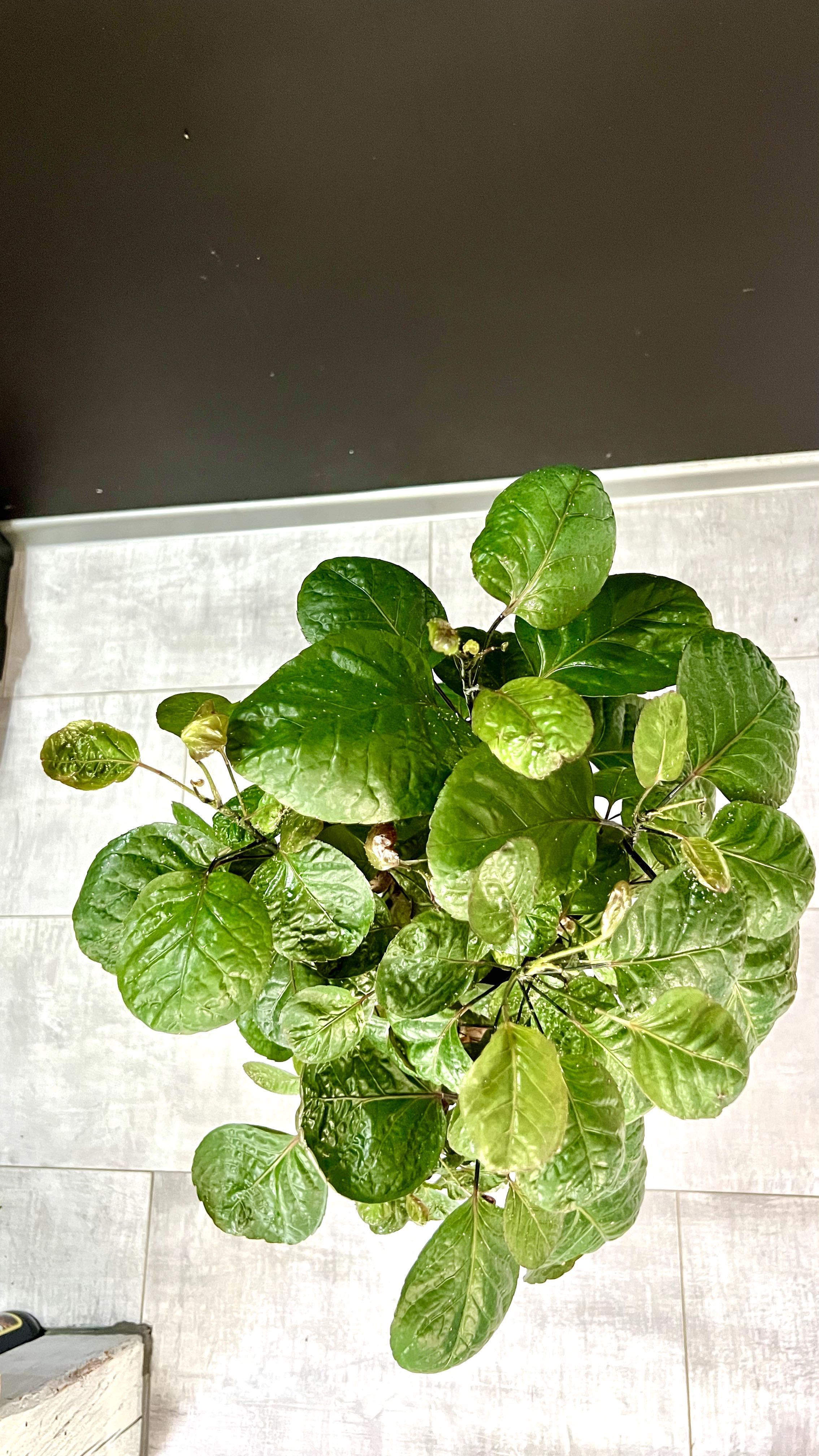 Polyscias Fabian