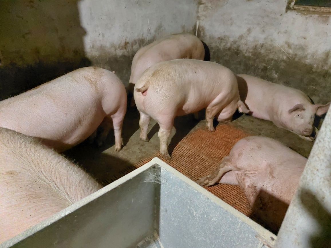 Продам свиньи от 200 кг и выше