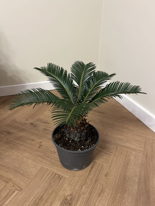 Цикас революта пальма