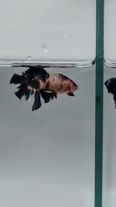 Півники власного розведення