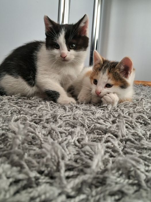 Oddam dwa koty za darmo