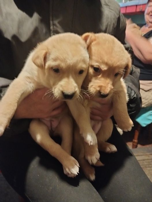 Отдам в добрые руки ,один мальчик и две девочки,все кремовые ,кушают в