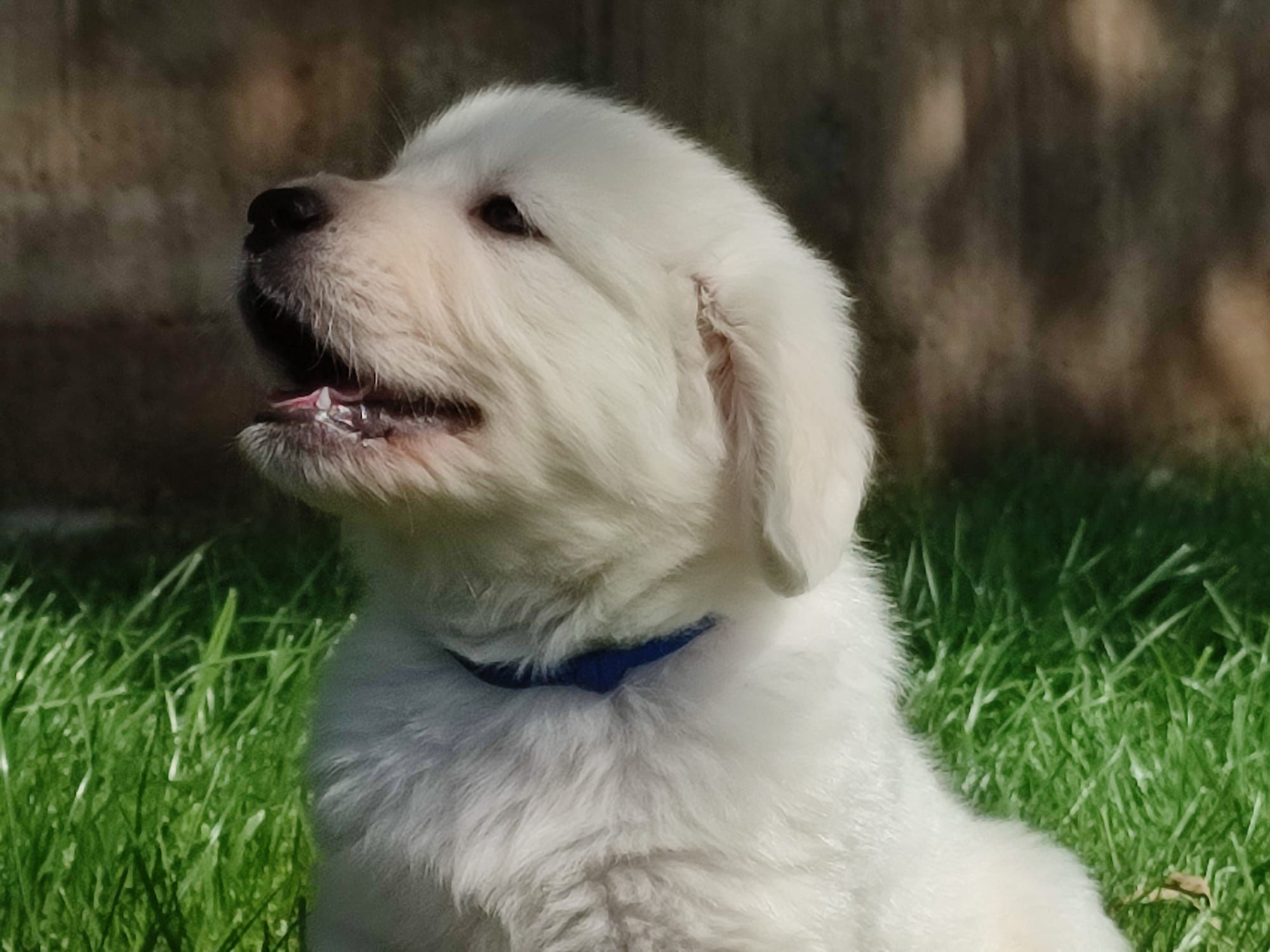 Cachorro Golden Retriever