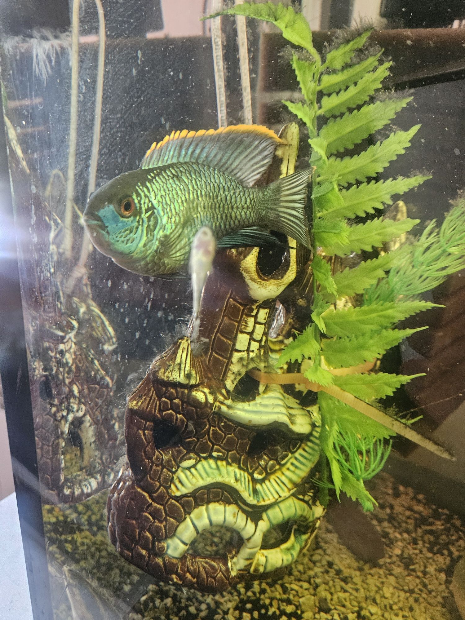 Pielegnica Zebra