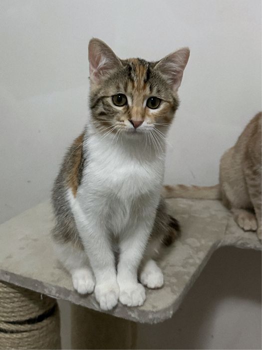 Кошеня Дейзі шукає люблячий дім