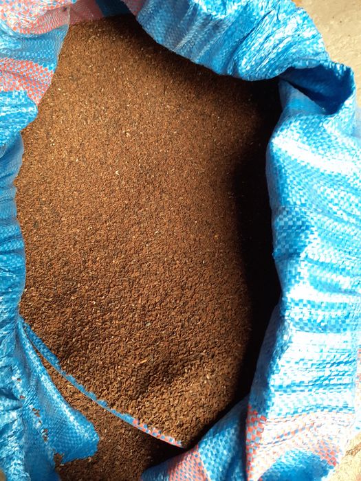 Facelia błękitna na poplon