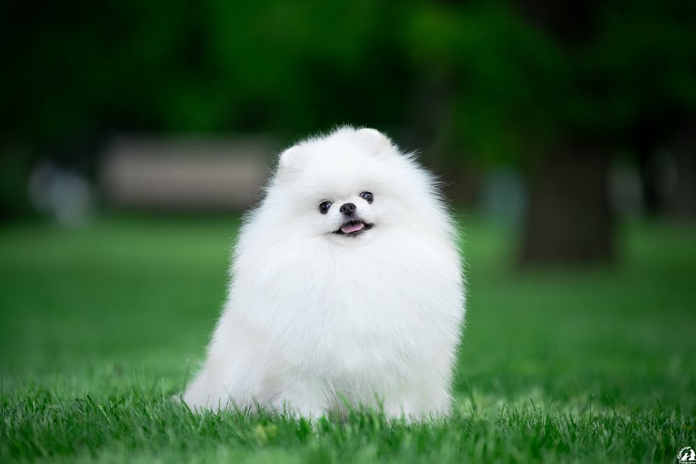 Шикарный привозной белый кобель шпиц , открыт для вязки