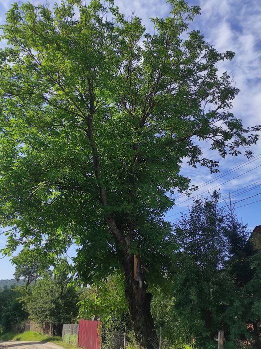 Відам безкоштовно на дрова горіх зрізали і все забрали кому потрібно.