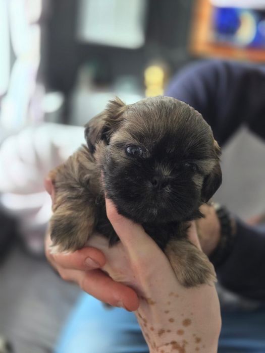 Sliczne piesek Shih Tzu !