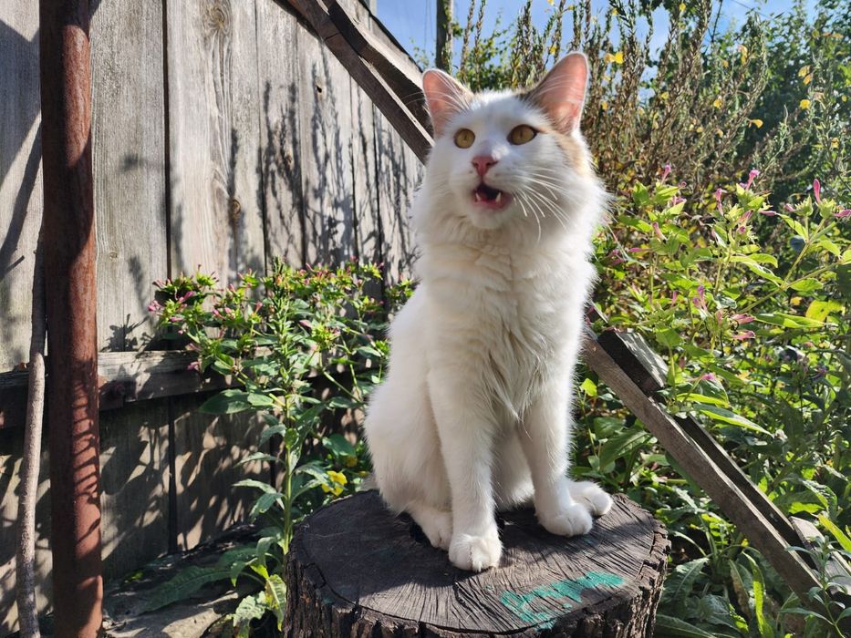 Двоє юних котиків в добрі руки