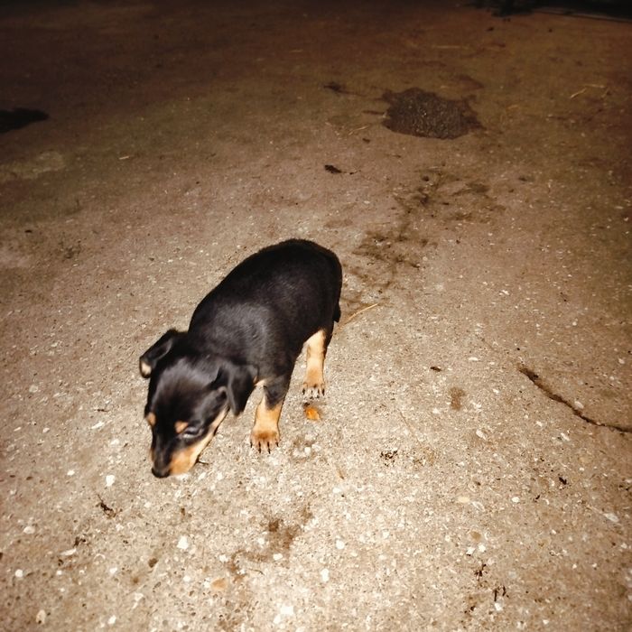 Cãezinhos descendentes de Pinscher – 1 mês – porte médio/pequeno