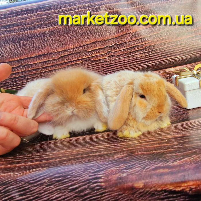 Неперевершені красунчики міні кролики висловухі баранчики,карликовые