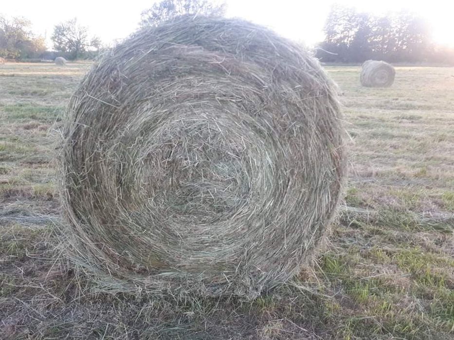 Siano 160 tegoroczne 2025