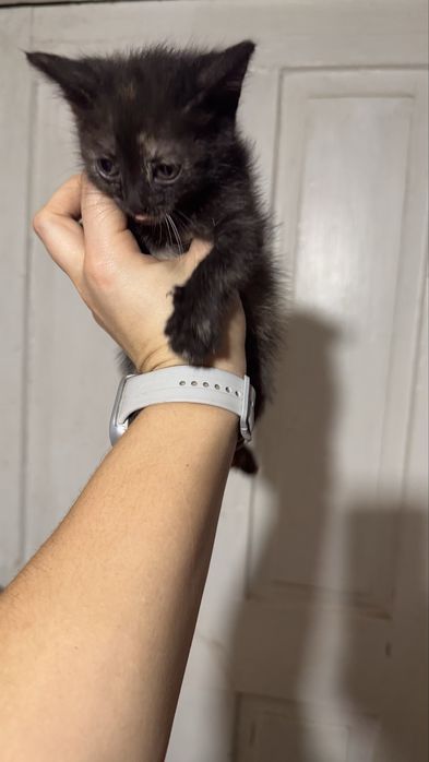 Кошеня дівчинка черепашка в хороші руки трехцветный котенок