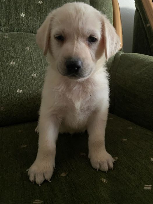 Labrador szczeniak biszkopt aktualne