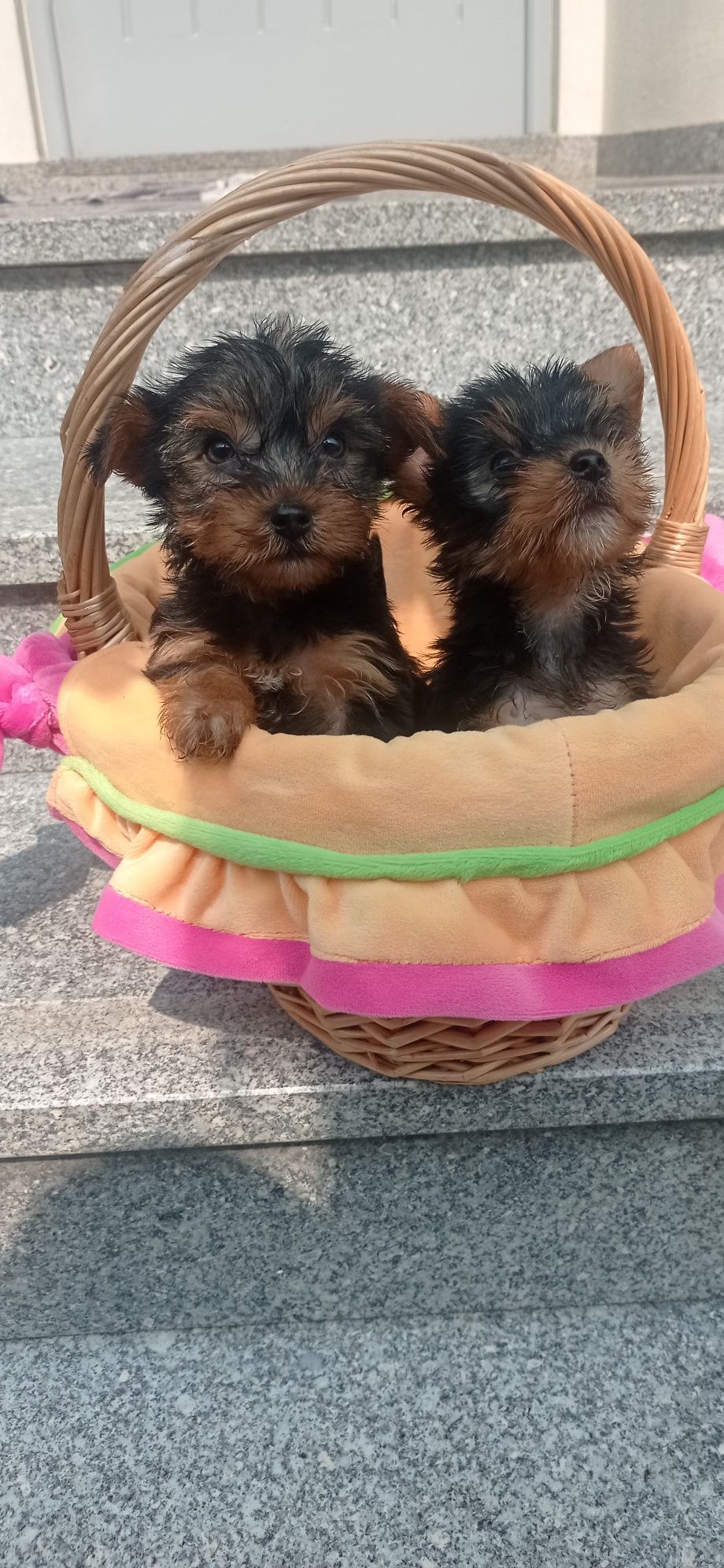 Yorkshire Terrier macho