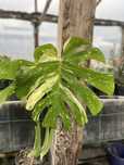 Monstera thai constellation