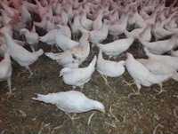 Kury Rosa Leghorn Dominant Lohman Greenshel