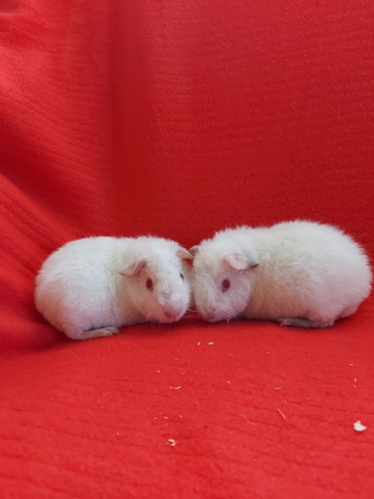 Морська свинка Тедді. Альбінос