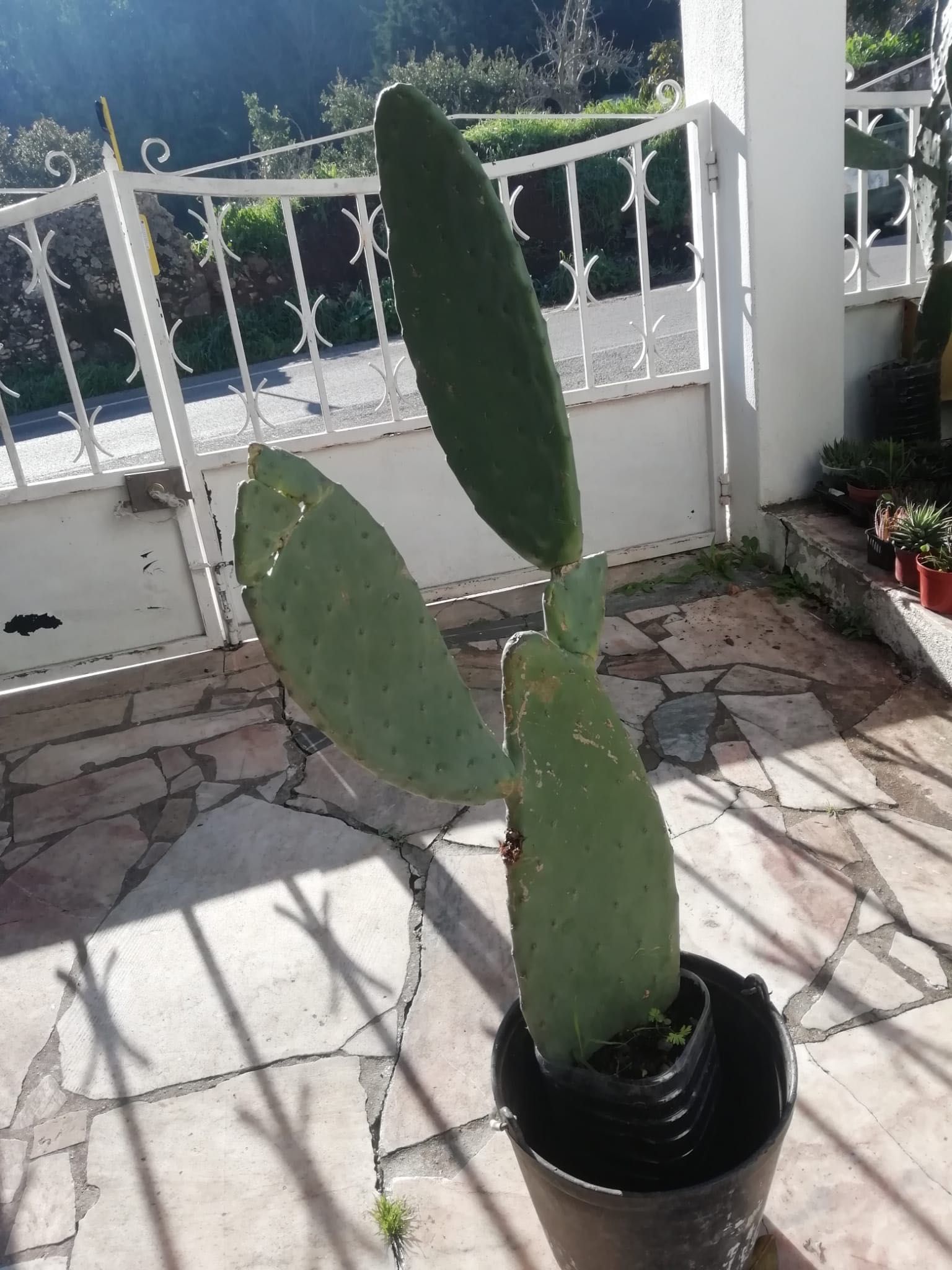 Cactus - Figueira da Índia