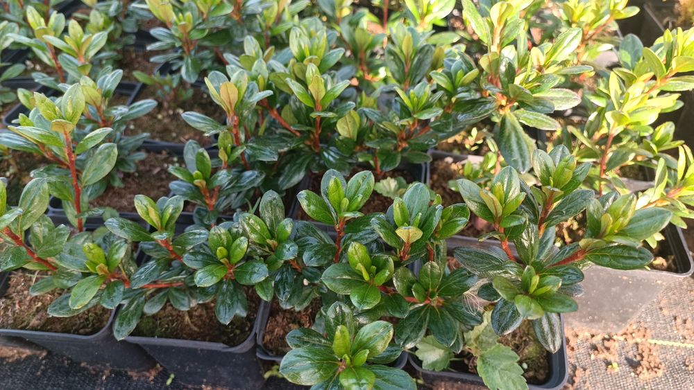 Саджанці азалії японської