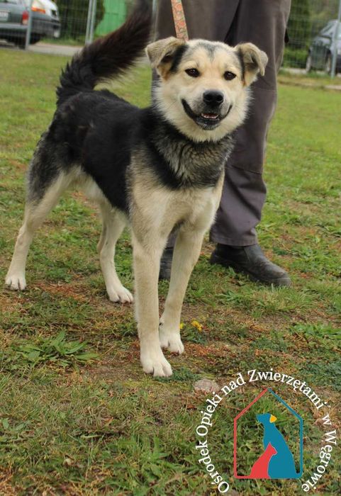 młody fajny piesek Endo szuka domu!