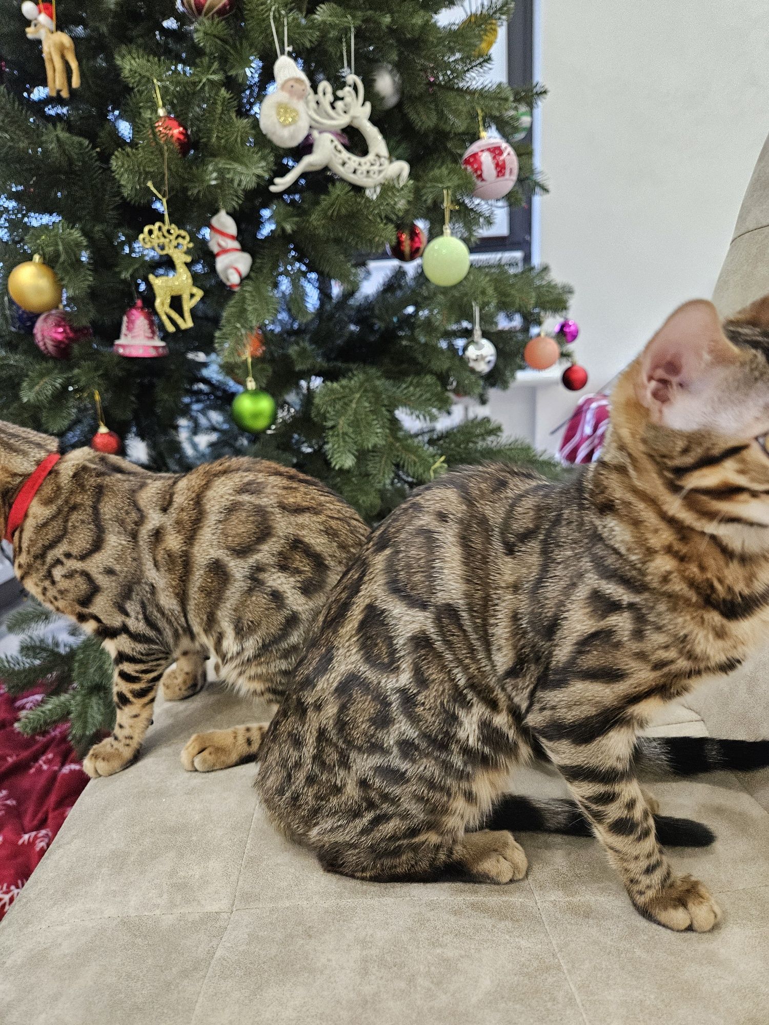 Кошенята бенгальські