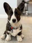 Suczka_Welsh Corgi Cardigan z domowej hodowli ZKwP FCI