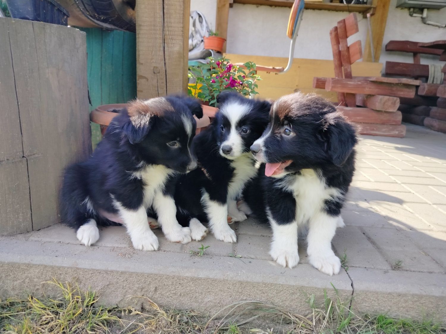 Śliczne szczenię Border Collie.