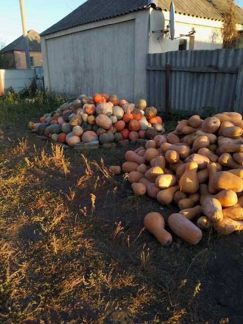 Продам гарбузи, недорого.
